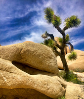 Desert Southwest