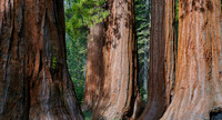 Mariposa Grove, Yosemite
