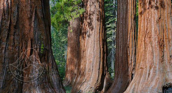 Mariposa Grove, Yosemite