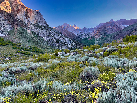 McGee Pass Trail Wildflowers